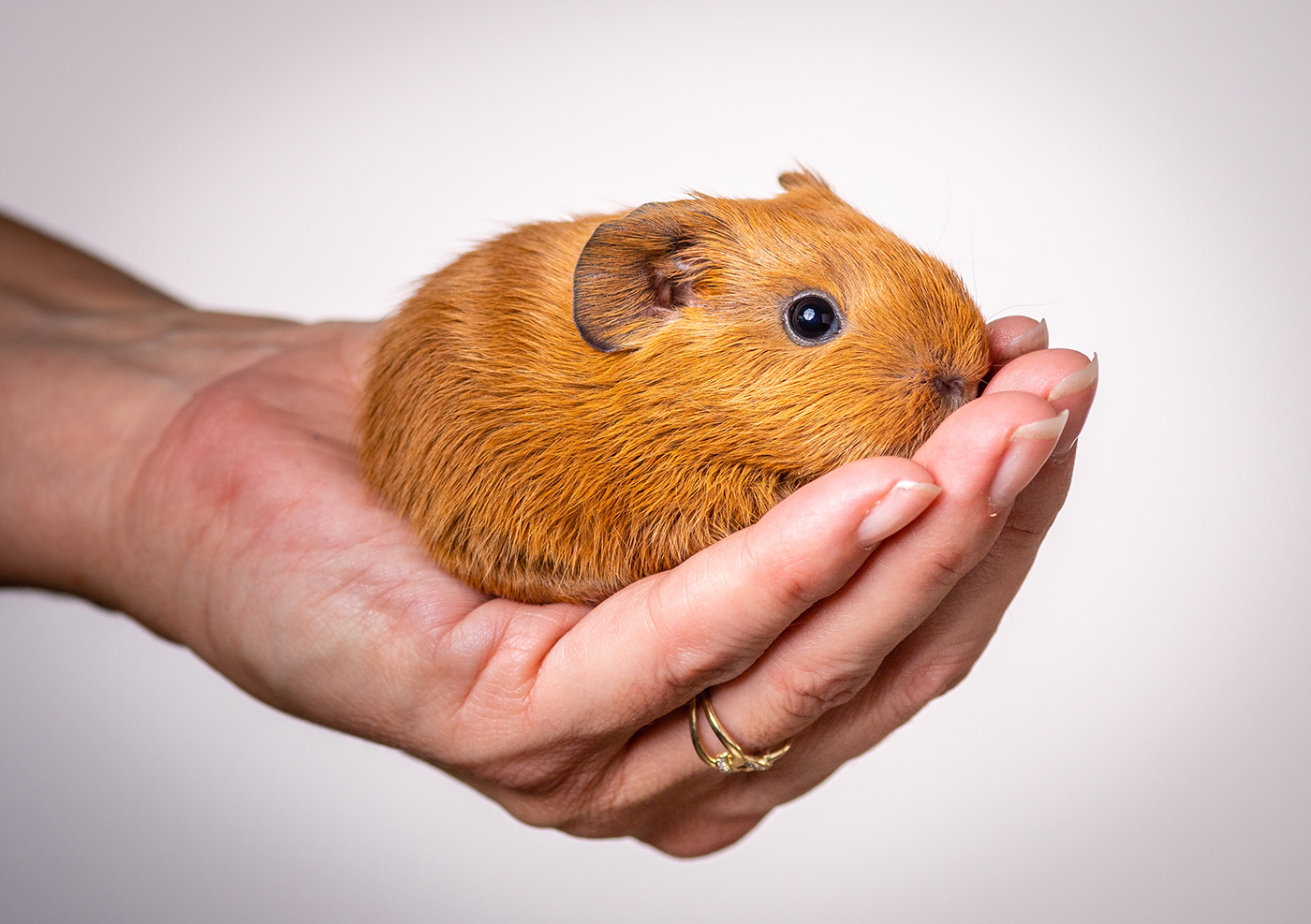 Hoeveel ruimte heeft een cavia nodig?
