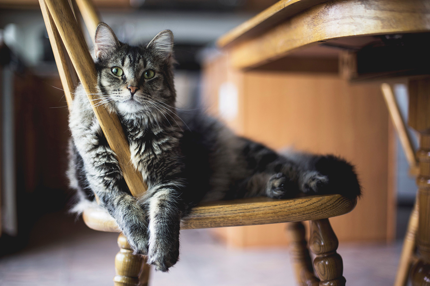 De top 10 leukste huiskatten: welke kat past bij jou?