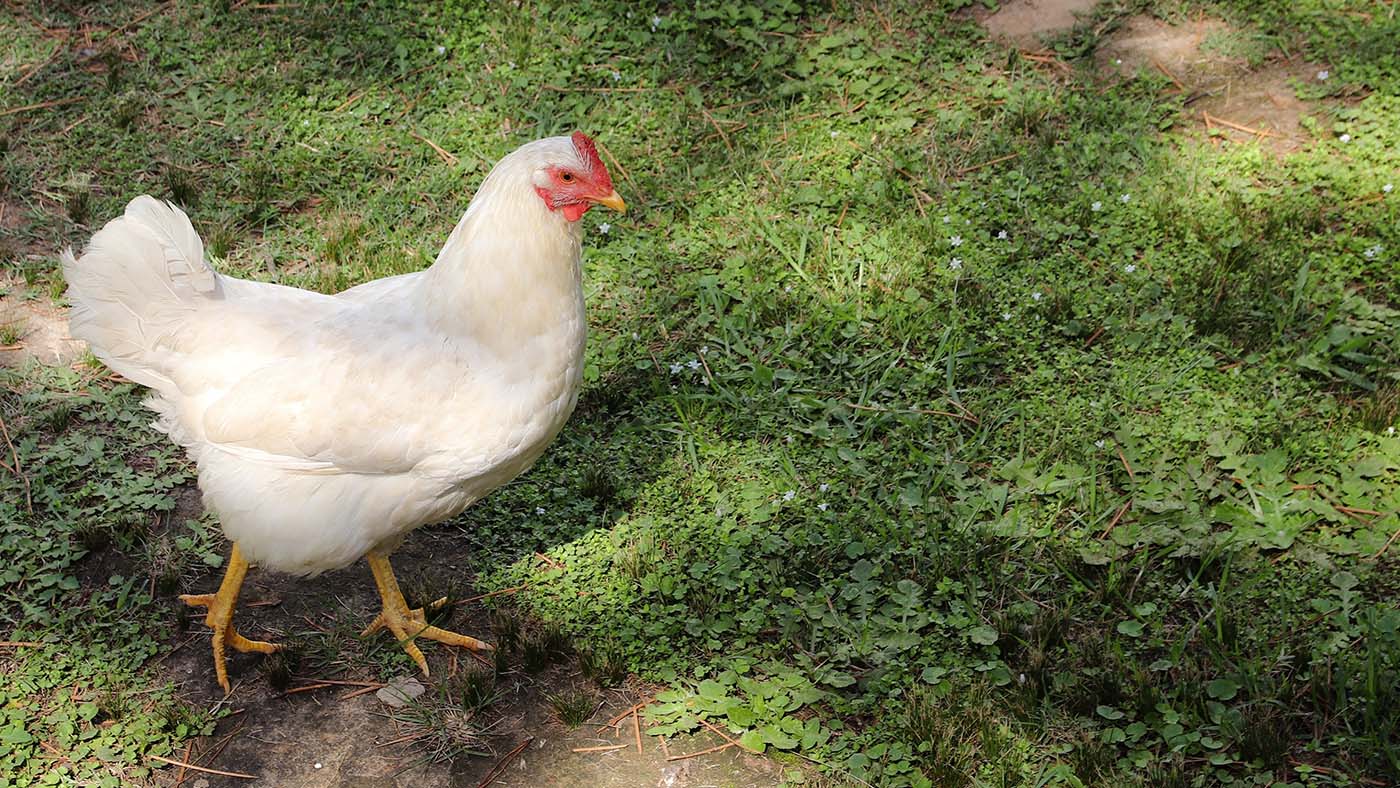 Top 10 kippenrassen voor in de tuin