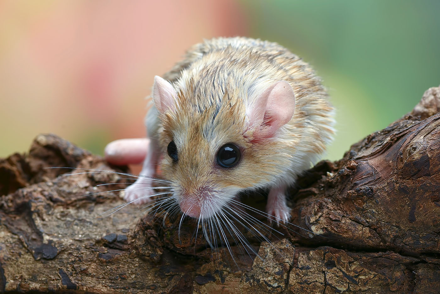 10 huisdieren die geschikt zijn voor kinderen