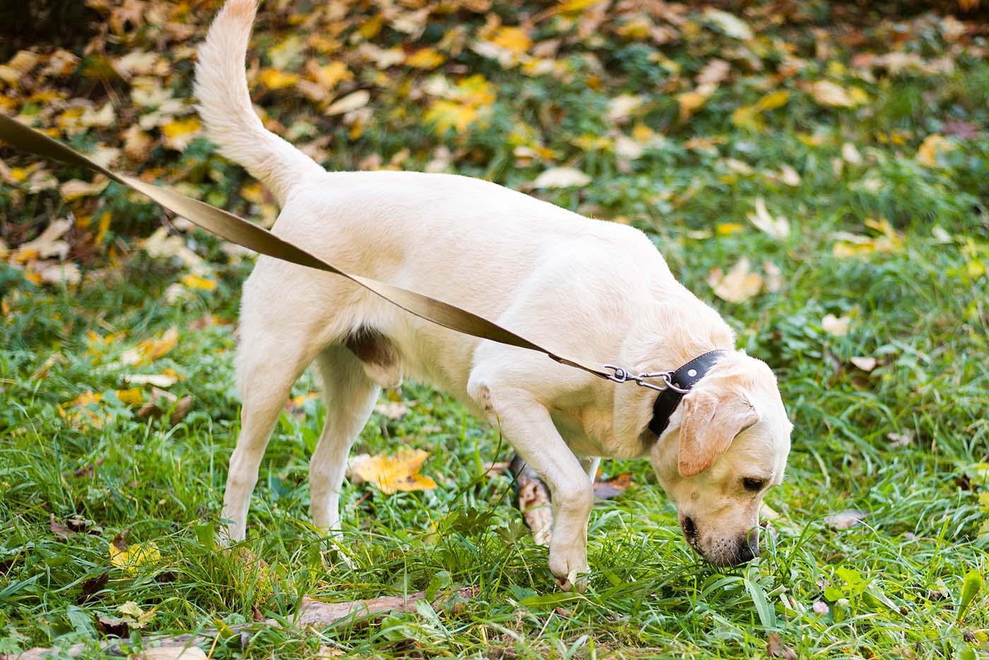 10 manieren om je hond mentaal uit te dagen