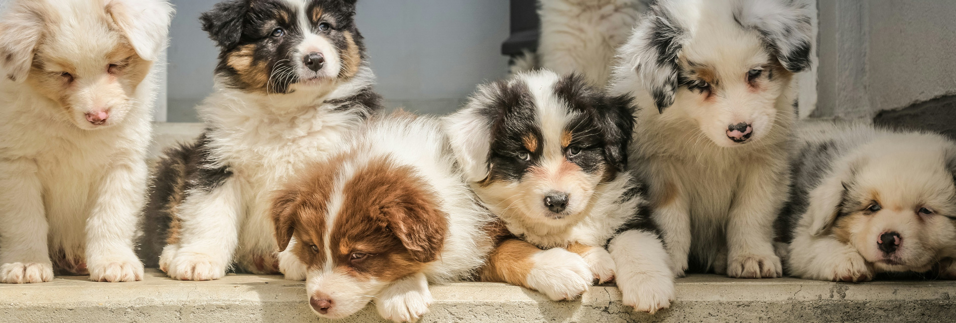 Top 10 dingen waar je aan moet denken als je een pup in huis neemt