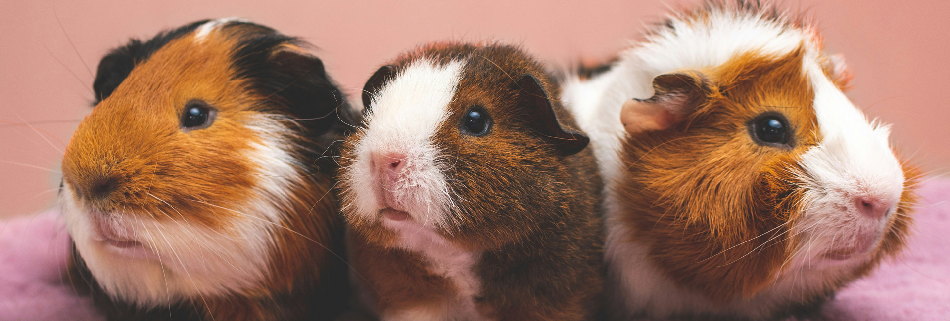 Top 10 leukste knaagdieren voor beginners