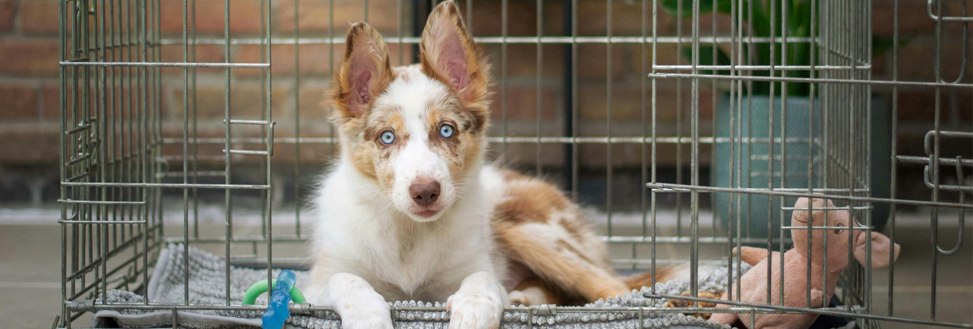 Hoe maak je een pup zindelijk? Praktische tips voor een goede start