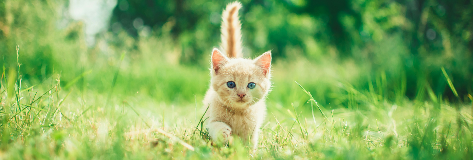 Hoe maak je een kitten zindelijk? Zo leer je jouw kat de kattenbak gebruiken