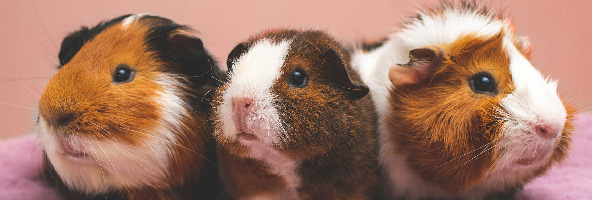 Welke groenten mogen cavia's eten?