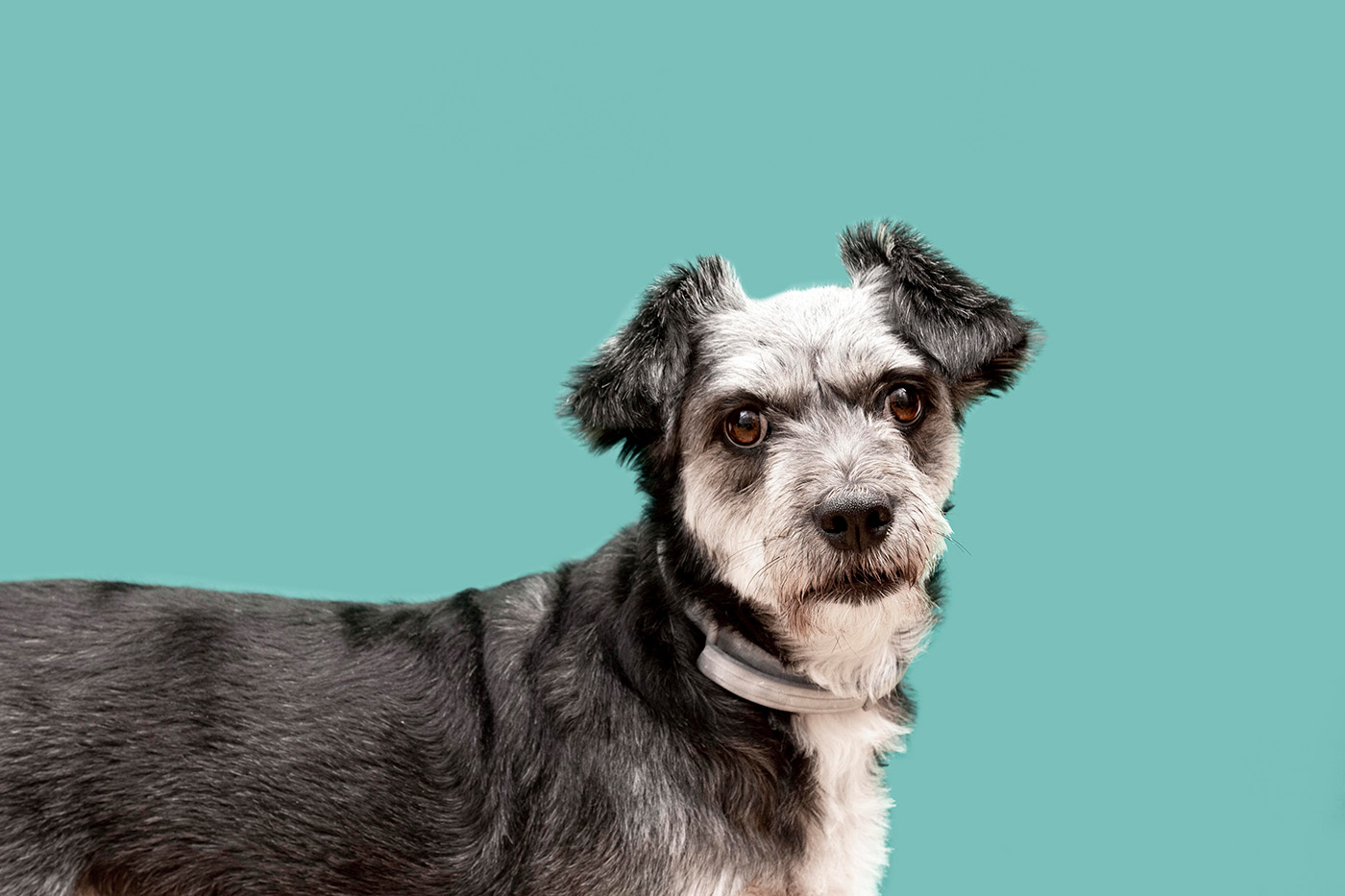Hoe oud wordt een hond?