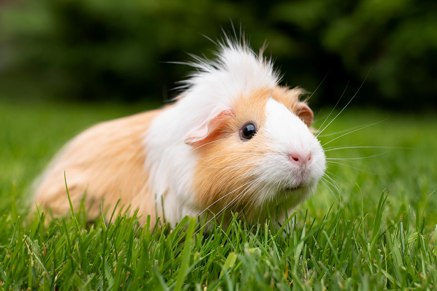 Hoeveel ruimte heeft een cavia nodig?