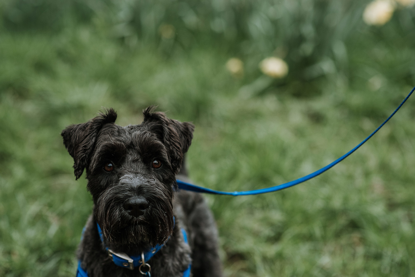 Top 10 hondenriemen: de juiste riem voor jou en je hond