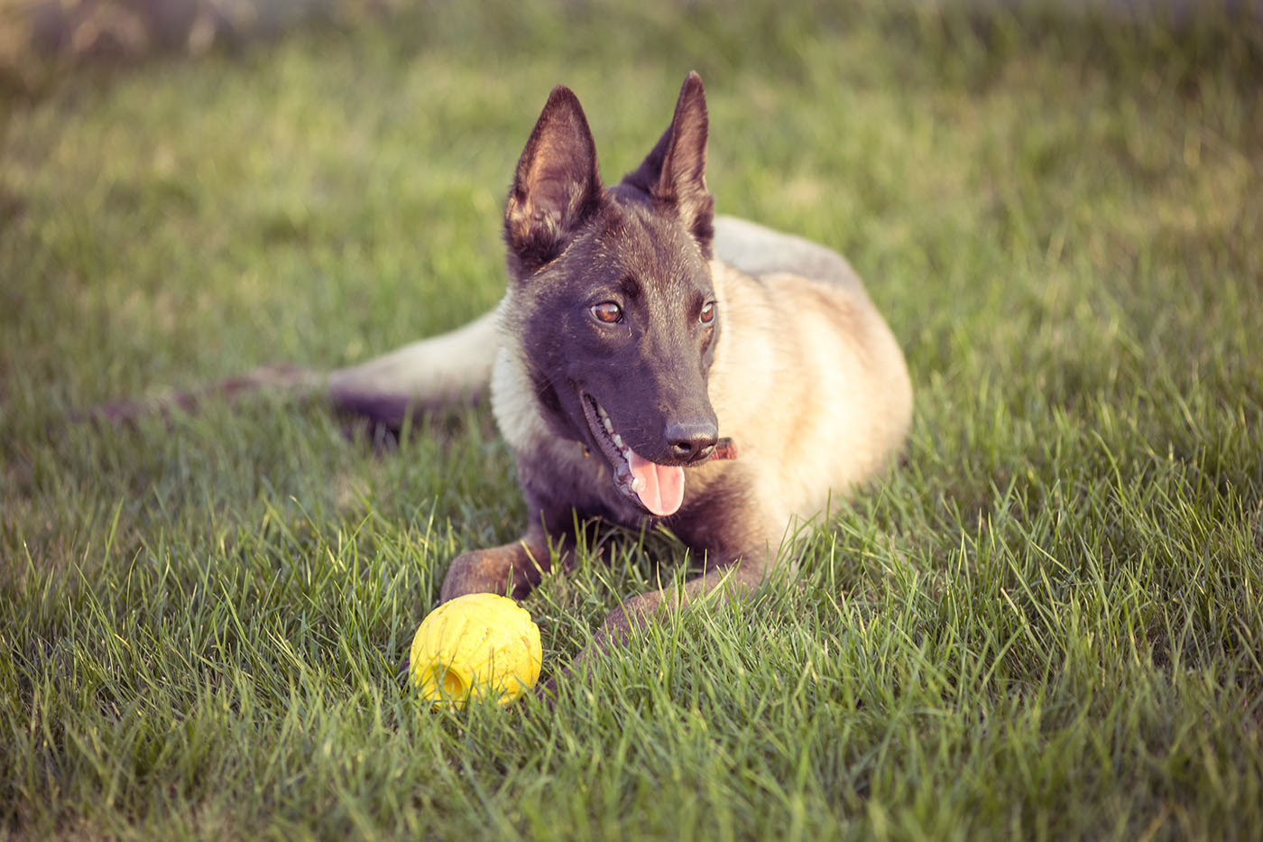 10 manieren om je hond mentaal uit te dagen