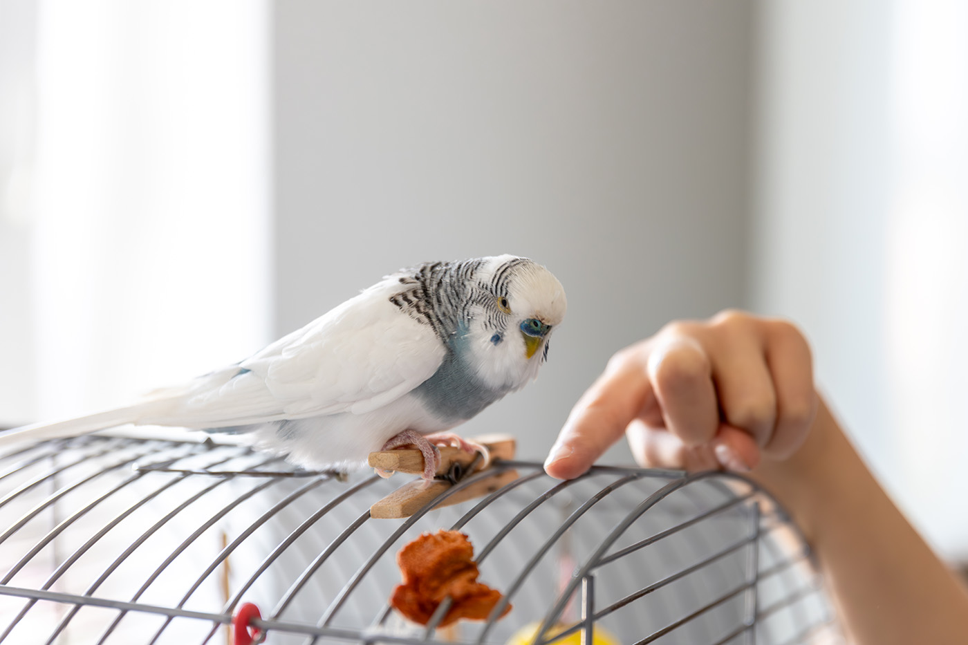 Vogel