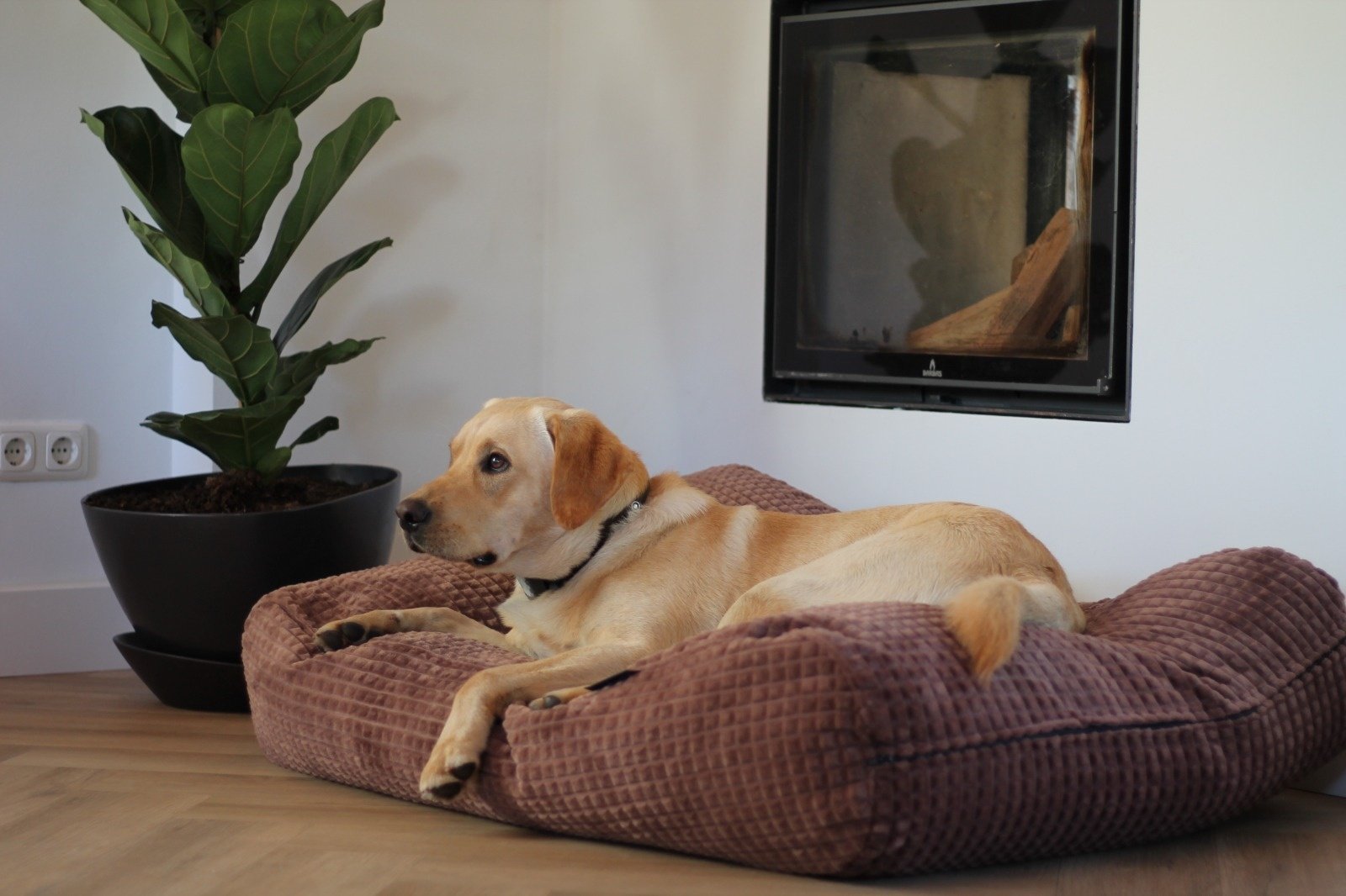 Dog's Companion® Hondenbed little square soft brown superlarge