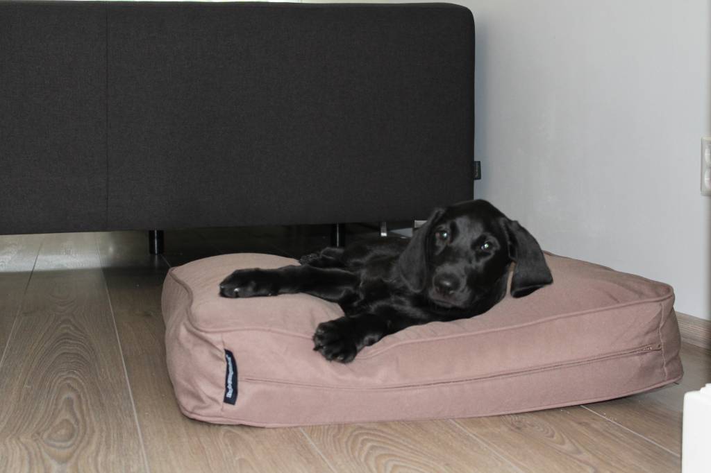 Dog's Companion® Benchkussen 68 x 62 x 10 cm taupe