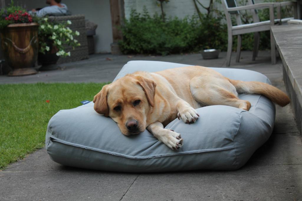 Dog's Companion® Hondenkussen lichtgrijs superlarge