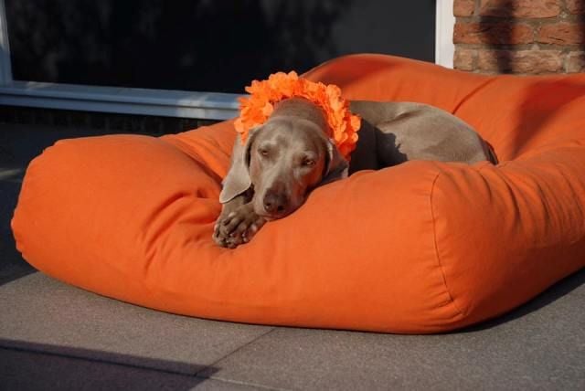 Dog's Companion® Hondenbed oranje extra small