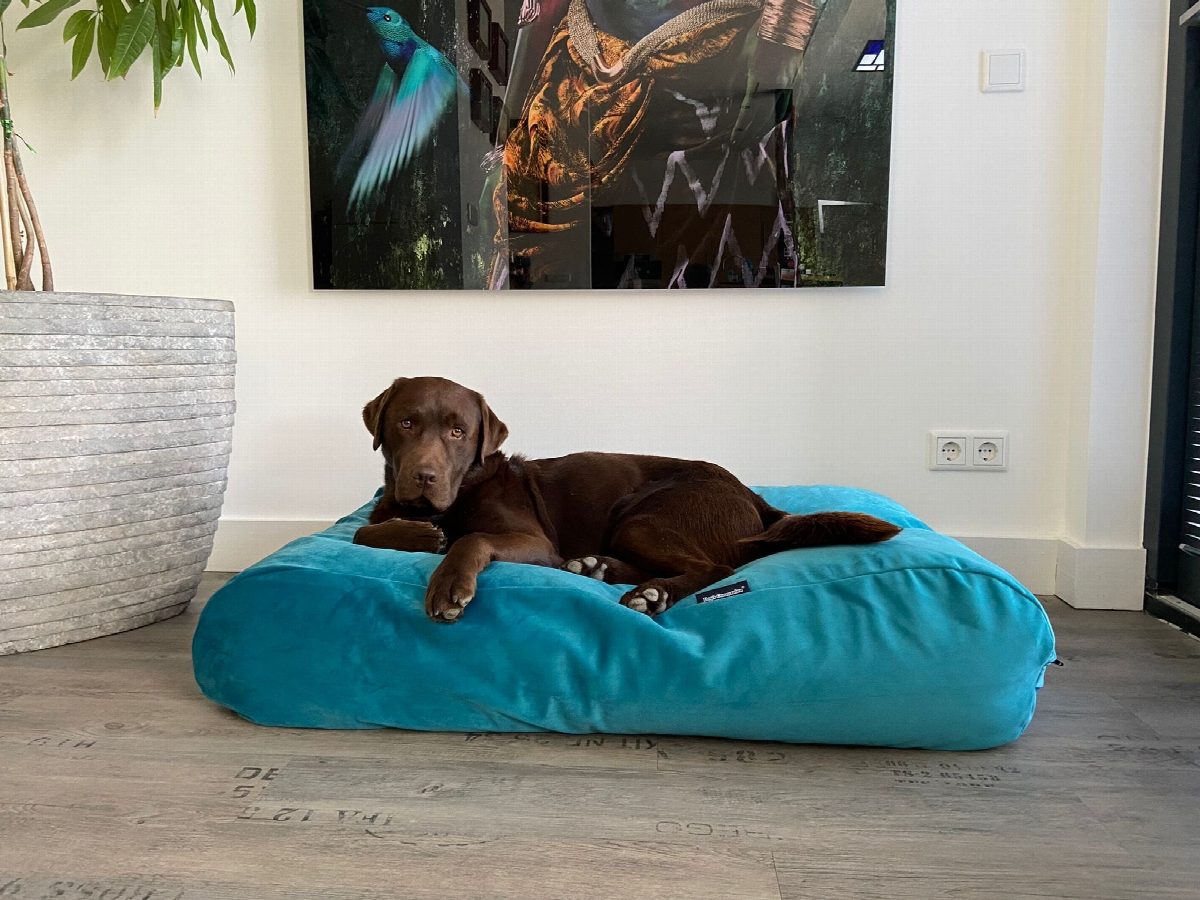 Dog's Companion® Hondenbed strong turquoise velvet