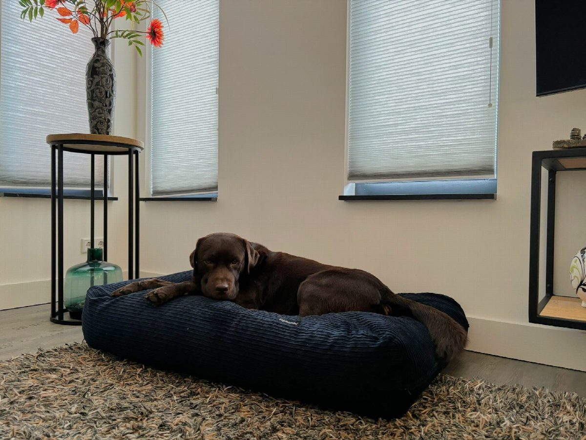 Dog's Companion® Hondenbed donkerblauw double ribcord large
