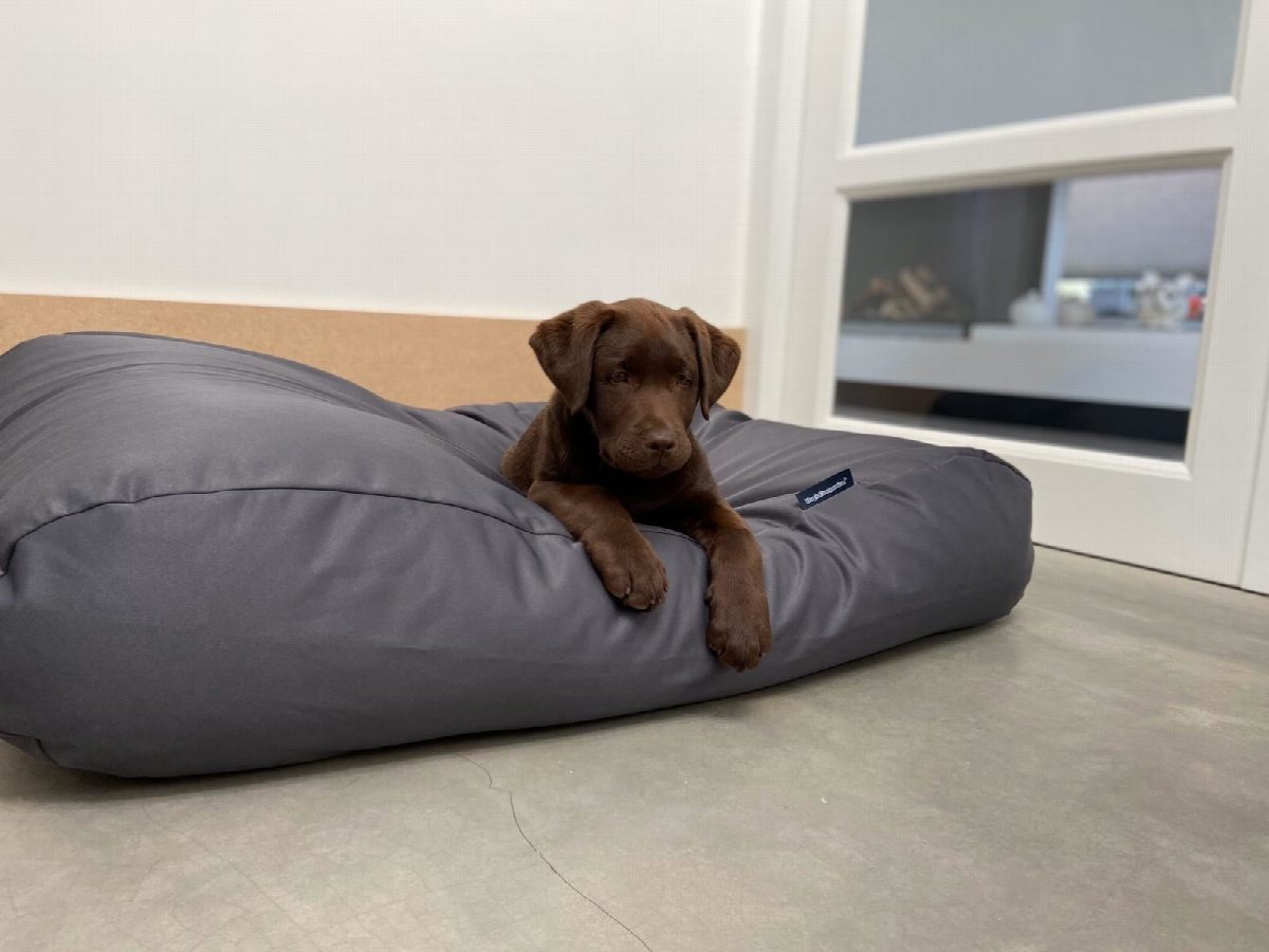 Dog's Companion® Hondenbed charcoal vuilafstotende coating extra small