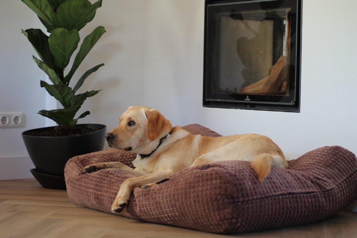 Dog's Companion® Hondenbed little square soft brown medium