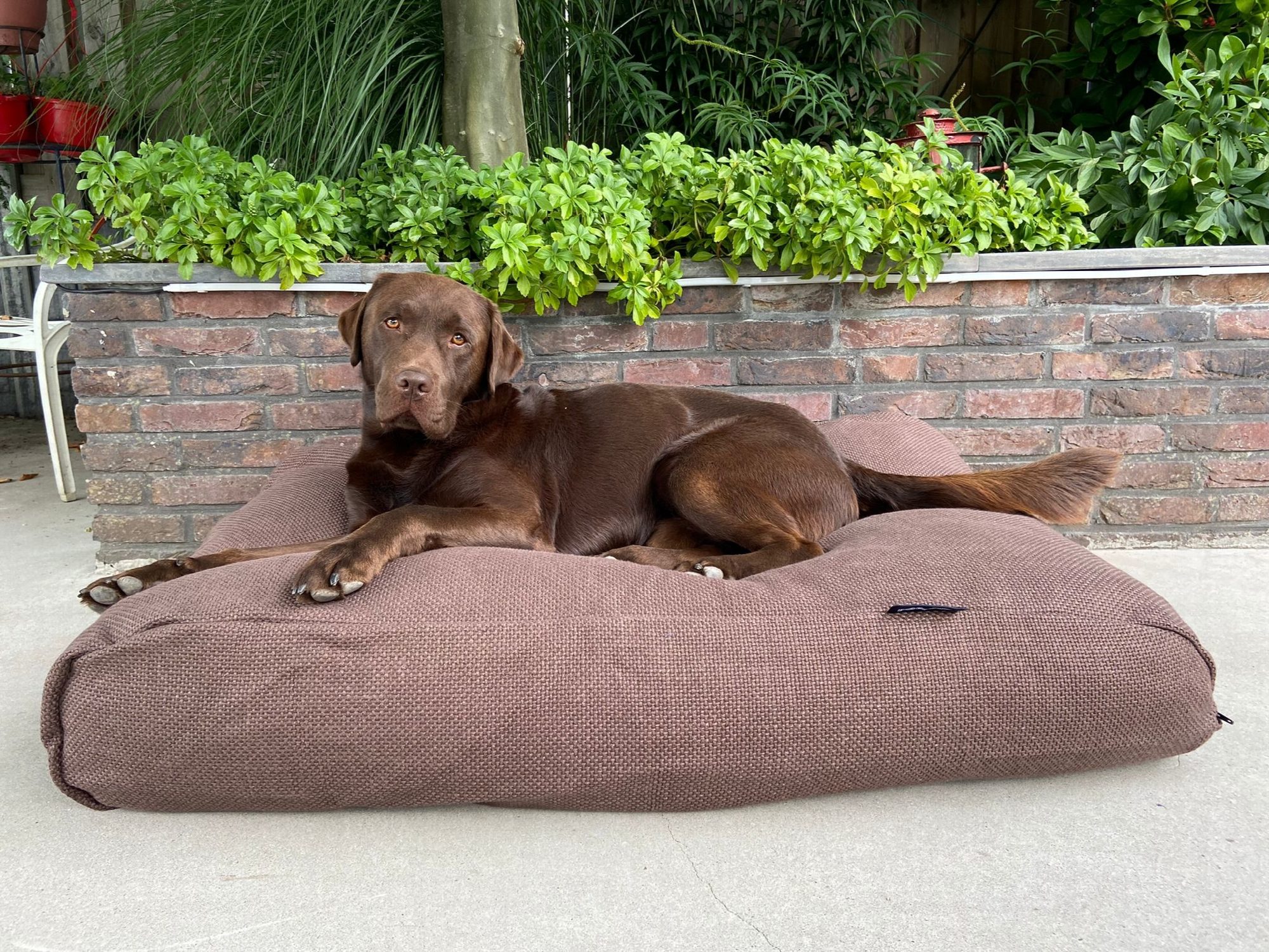 Dog's Companion® Hondenbed Copenhagen mocha