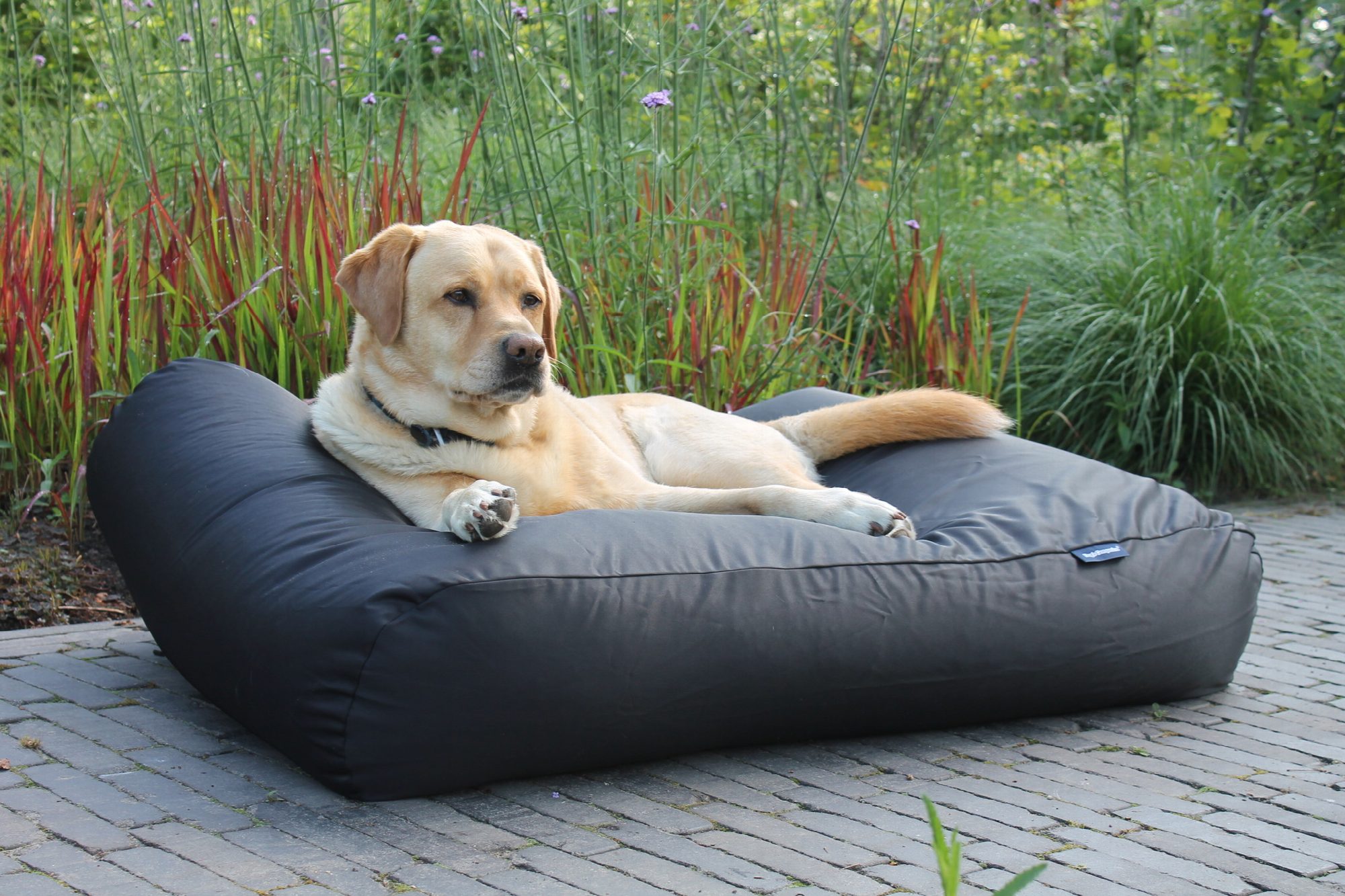 Dog's Companion® Hondenbed zwart vuilafstotende coating medium