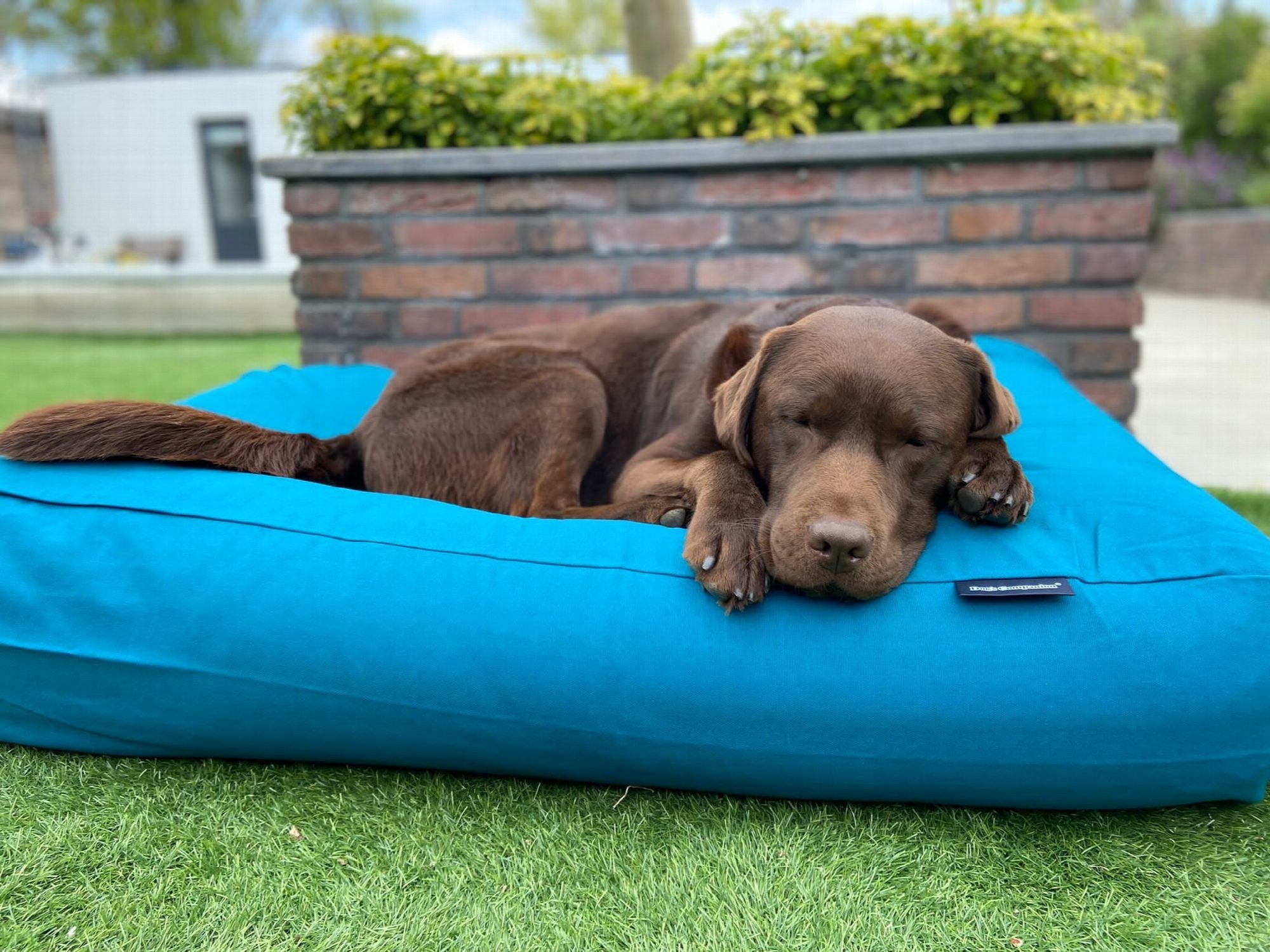 Dog's Companion® Hondenbed petrol extra small