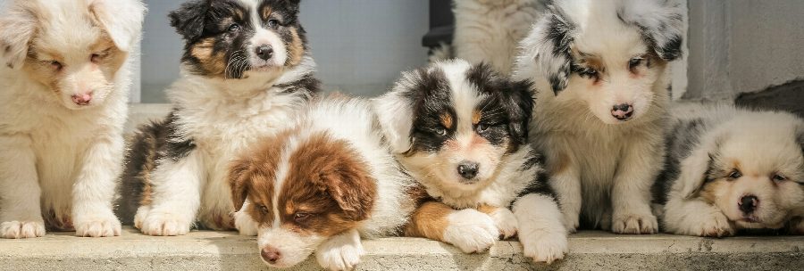 Top 10 dingen waar je aan moet denken als je een pup in huis neemt