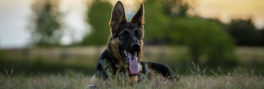 Top 10 waakhondenrassen: welke hond houdt een oogje in het zeil?