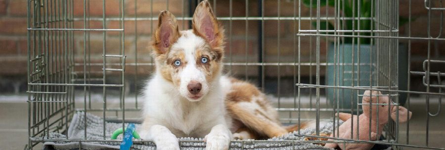 Hoe maak je een pup zindelijk? Praktische tips voor een goede start