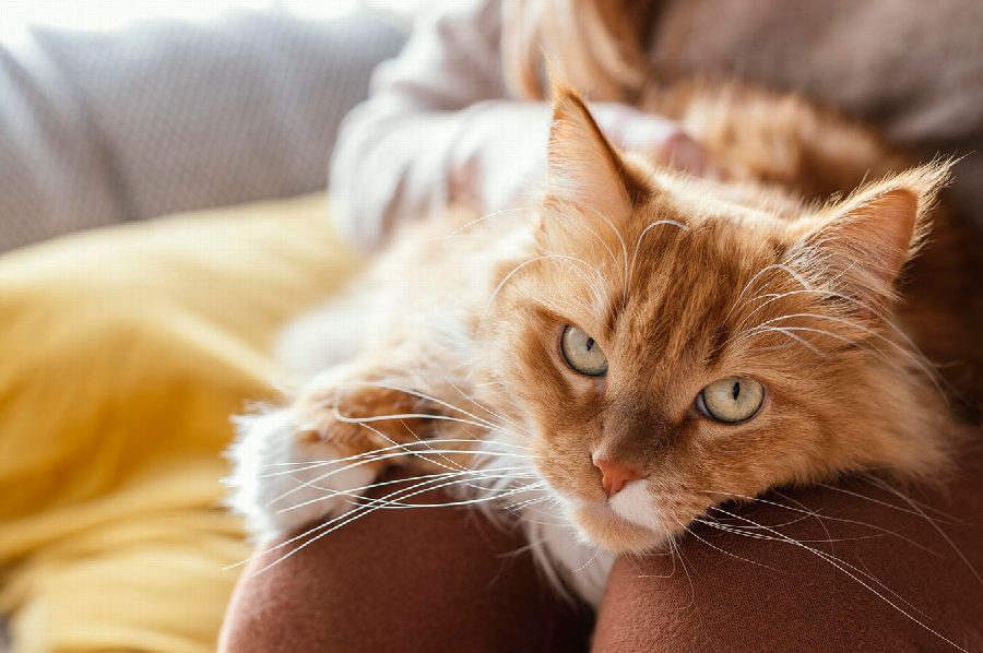 De top 10 leukste huiskatten: welke kat past bij jou?