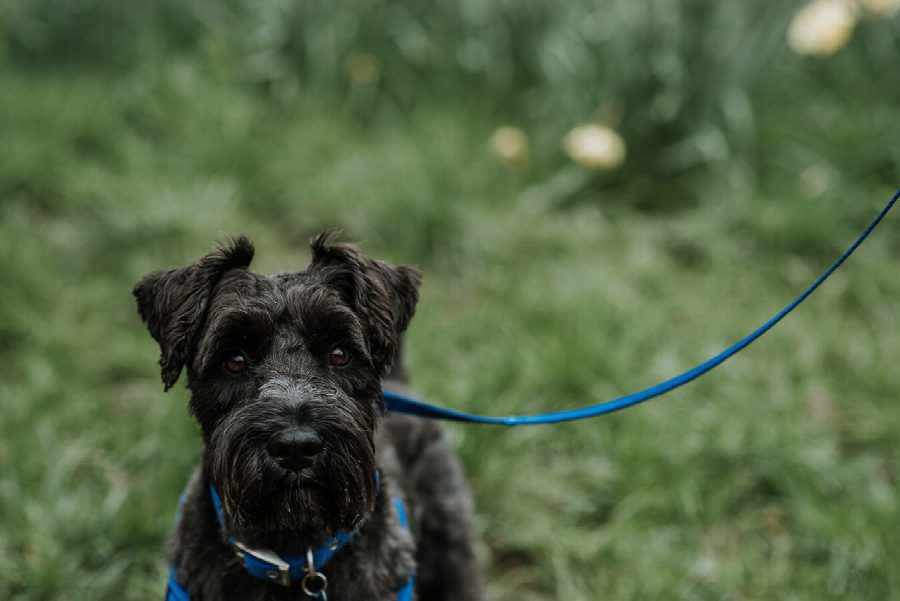 Top 10 hondenriemen: de juiste riem voor jou en je hond