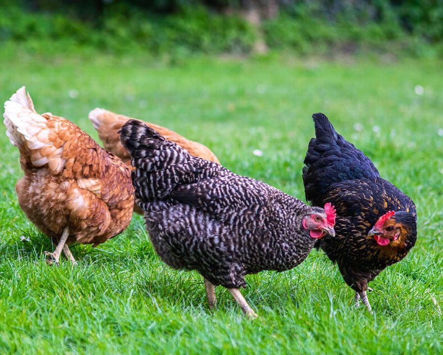 Top 10 kippenrassen voor in de tuin: welke kip past bij jou?