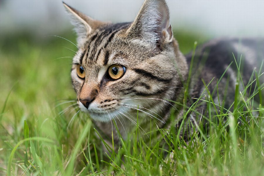 10 dingen die katten doen en wat ze betekenen