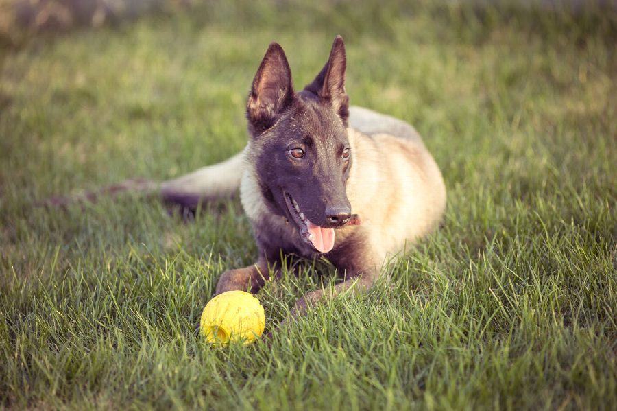 10 manieren om je hond mentaal uit te dagen