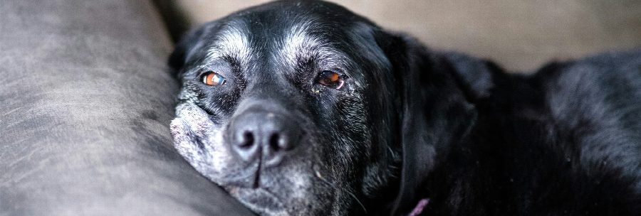 Hoe oud is een hond in mensenjaren?